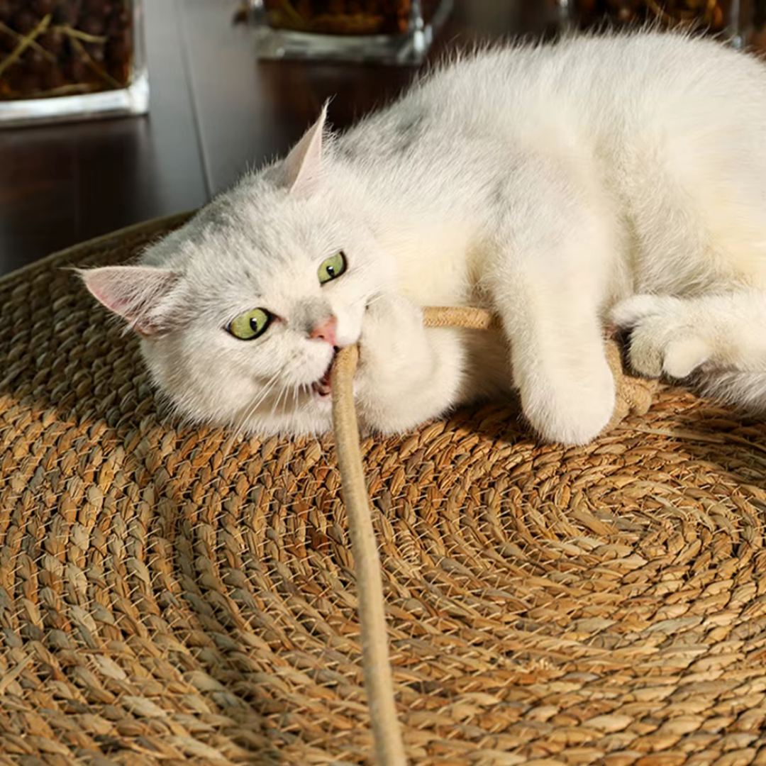 Couch Guard Cat Scratcher Pad
